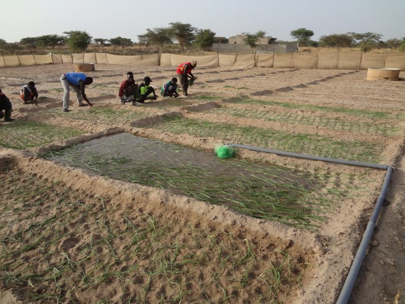 Fields in Senegal after installing pumps